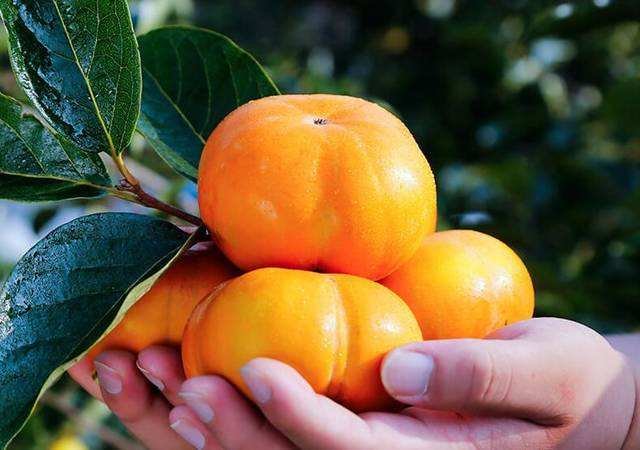 采摘甜柿子树果实场景