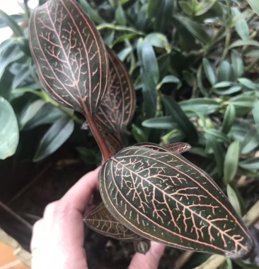 福建南靖公石松石蚕鲜品金线莲同科类