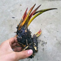 睡莲种苗睡莲带花苞盆栽池塘小睡莲根块根茎水池水培植物四季