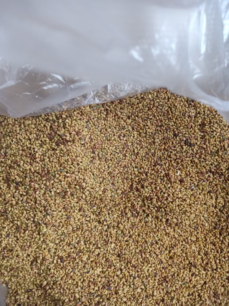 陇东紫花苜蓿种子高产好芽率国产进口牧草种子厂直销30吨批