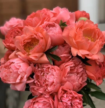 进口芍药鲜切花山东大花重瓣芍药