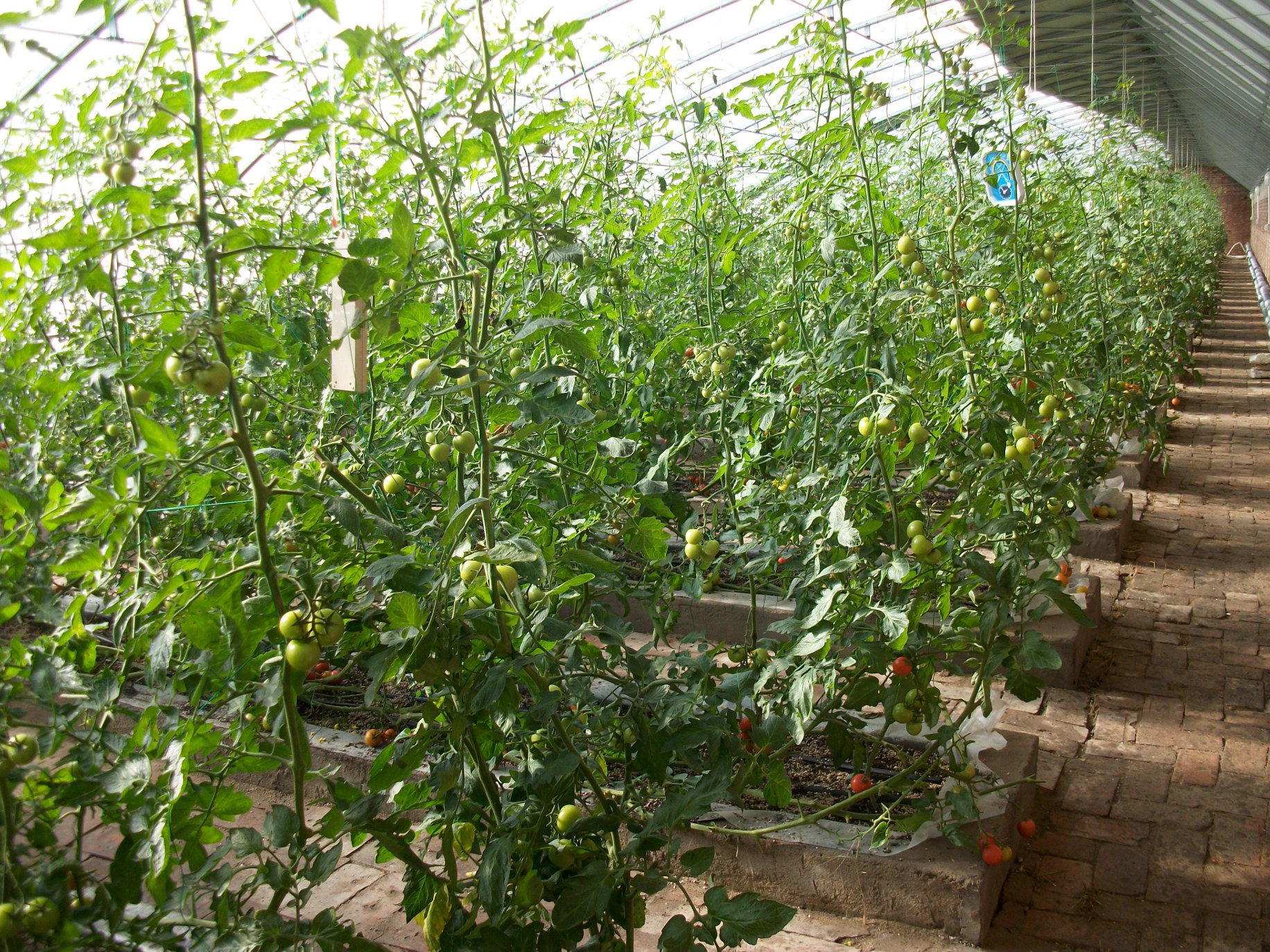 展示现代化大棚内普罗旺斯西红柿的生长情况 大棚种植普罗旺斯西红柿