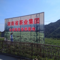 永顺莓茶清明茶（湘西特产）