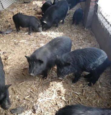 [藏香猪批发]纯种藏香猪,藏香猪肉质鲜美,营养丰富.价格200.00元/头 -