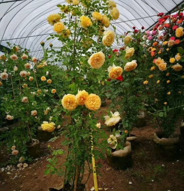 欧月大花藤本爬藤品种月季花
