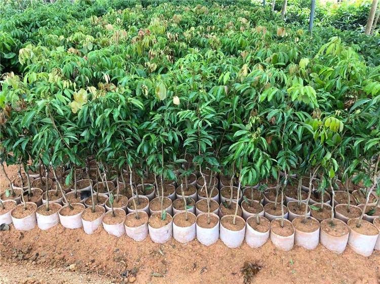 无核荔枝幼苗种植场景