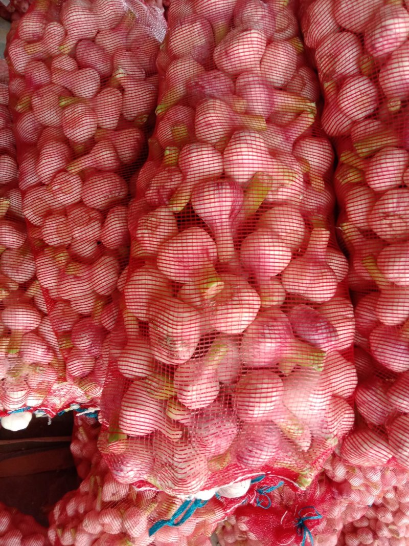 [大蒜批发]河南周口淮阳区大蒜 1.60元/斤淮阳扒皮鲜蒜,已大 _ 一亩田