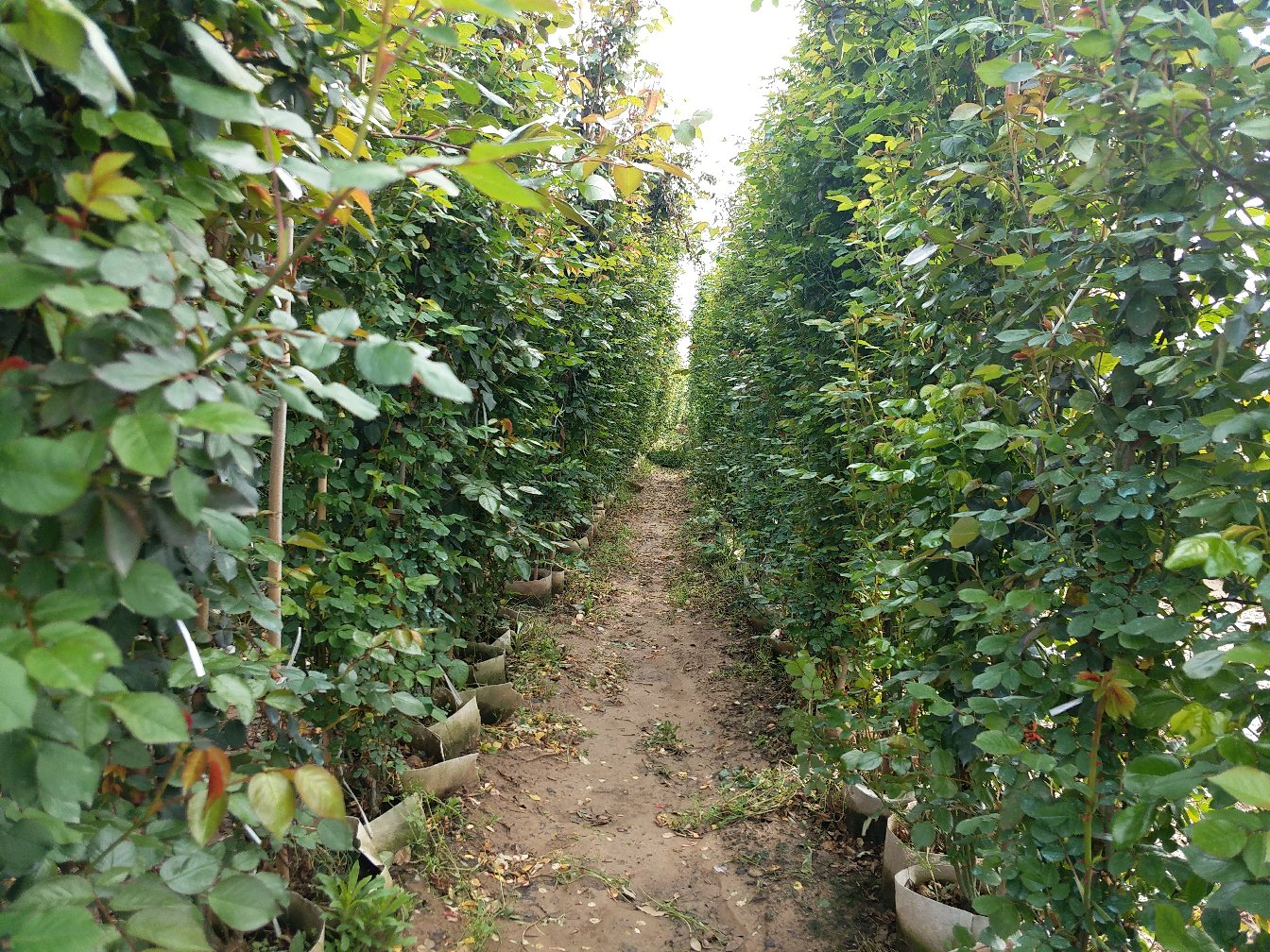 腐熟鱼肠施肥示意图