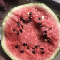 大漠吊瓜