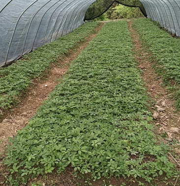 [竹节参批发]竹节参价格1.50元/棵 - 一亩田