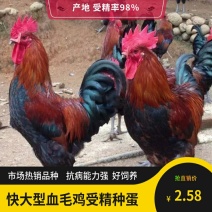 血毛鸡种蛋受精蛋孵化蛋青脚快大型改良受精土鸡蛋