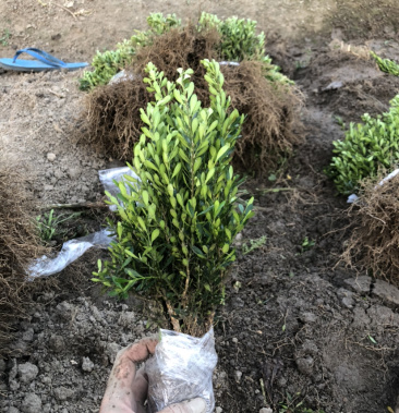 雀舌黄杨盆景盆栽黄杨小苗耐寒好养黄杨盆景小苗