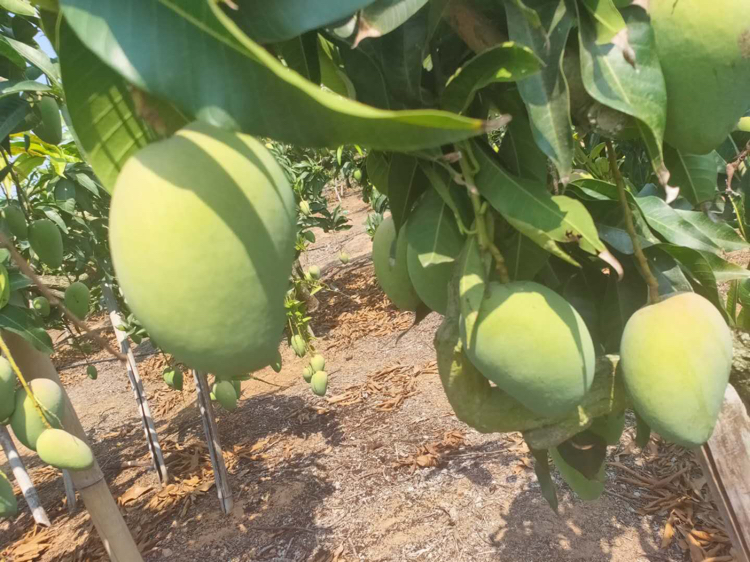 展示芒果小台芒在果园中的生长实景,绿叶掩映下的青绿色果实挂满枝头 芒果小台芒果园种植实景