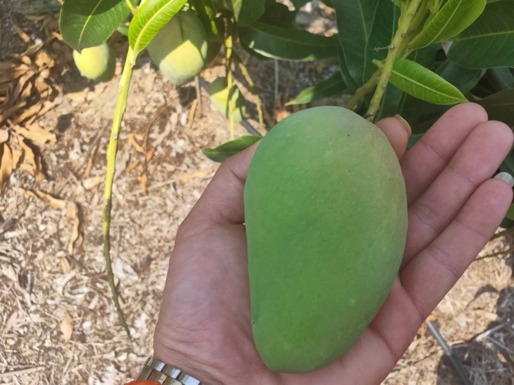 青色小台芒与成熟芒果对比图