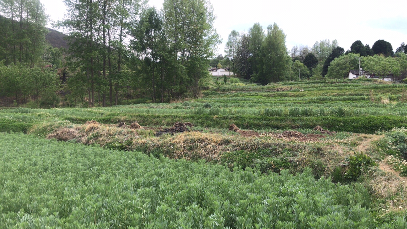 俯视航拍图:标准蚕豆田划分为10×10m网格,每网格设3个固定监测点(红标牌);田埂布设黄色粘虫板与小型气象站(温湿度传感器);田块中央插有‘花期健康卡’公示牌,实时更新巡查数据 蚕豆田间标准化种植与病虫监测示意图