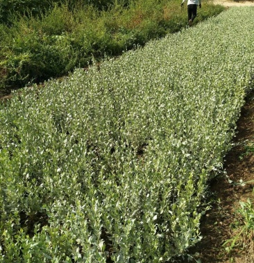 沙冬青沙冬青沙冬青沙冬青