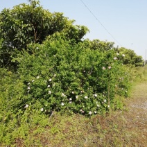 野生刺梨花茶生态绿色茶叶