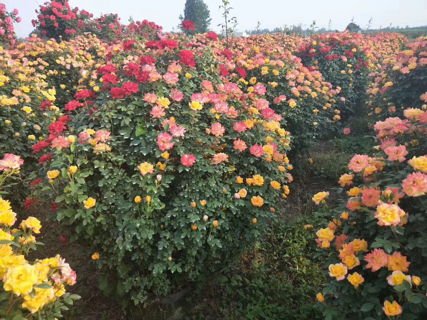 多种颜色的藤本月季在花架上竞相绽放