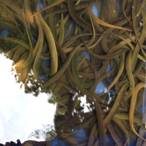 基地直销黄鳝苗，成活率高，抗病毒，技术指导，皮毛好，成活