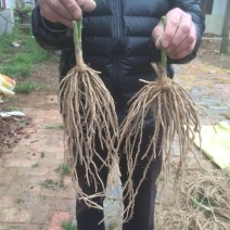 种植芦笋养殖金蝉苗大苗成活率高结笋快根系发达高产抗病