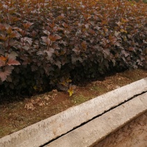 紫叶风箱果营养钵