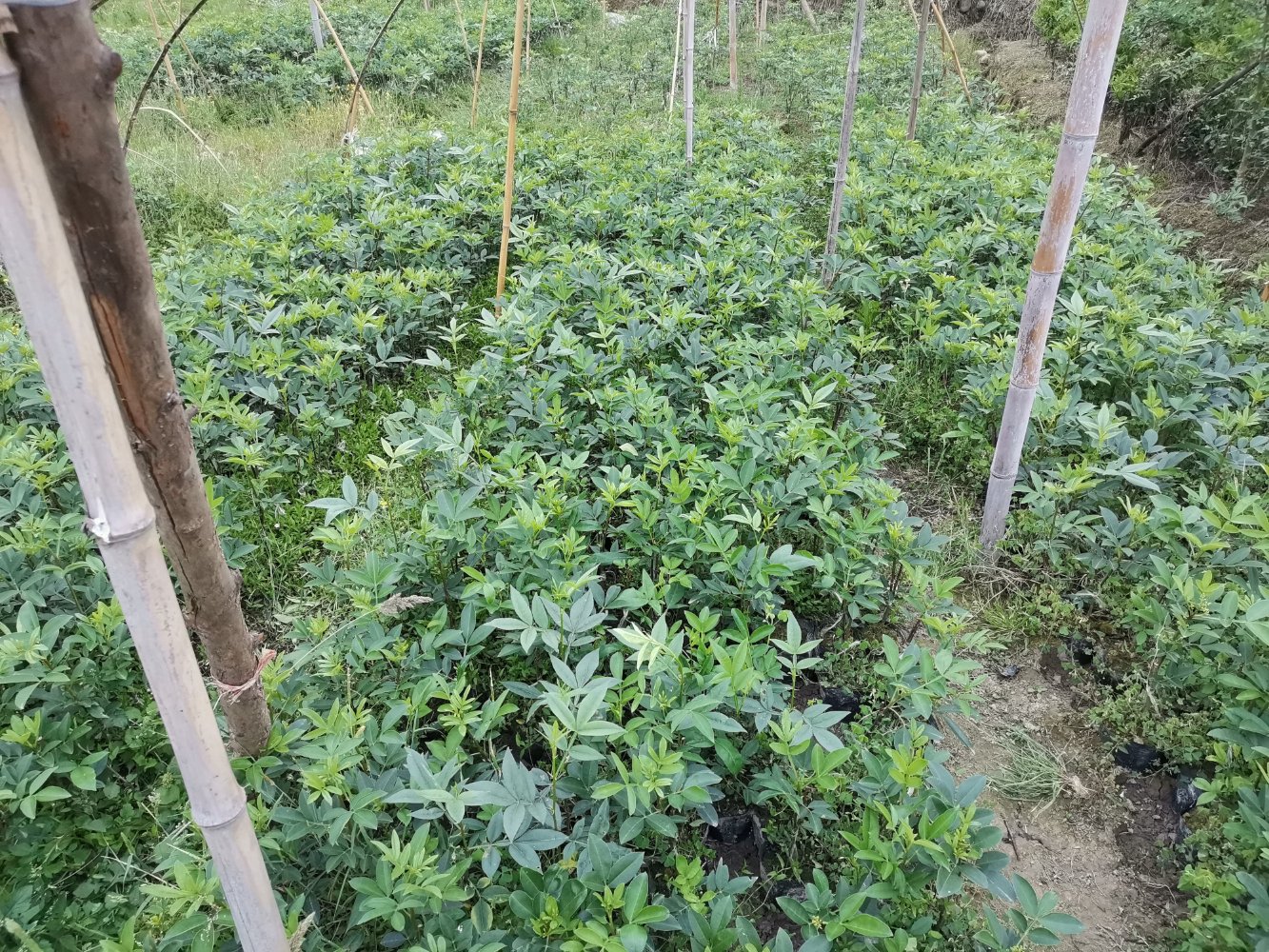 航拍视角下的四川汉源藤椒种植基地,连片的绿色藤椒林依山势分布,田间道路清晰可见,远处云雾缭绕,展现生态种植环境 汉源藤椒种植基地航拍图