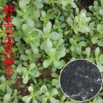 野生马齿苋种子易发芽四季播种蚂蚱菜阳台盆栽蔬菜种子长寿菜