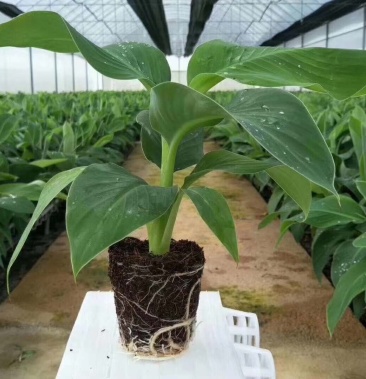 香蕉树矮化盆栽威廉斯b6红香蕉皇帝蕉各种南方果苗四季可种