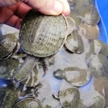 大量批发各规格甲鱼苗（中华鳖苗），量大价优