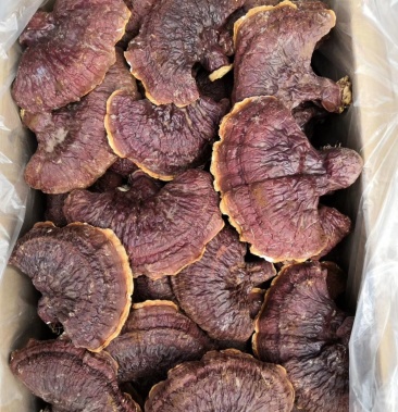 长白山林下灵芝野生灵芝