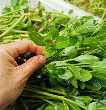 革命草水花生空心蓮子草高低溫浮水草小龍蝦螃蟹鱔魚等室內