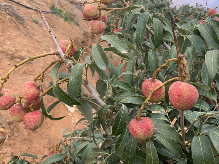 三月红荔枝整串果实特写