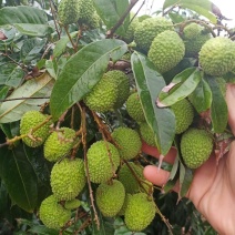 荔枝,龙眼