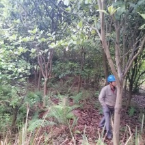 精品高低枝枇杷树、风景枇杷树批发