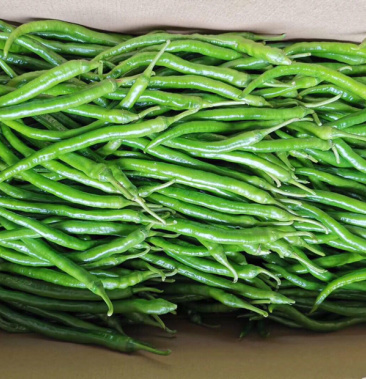 广西博白八号线椒大量上市欢迎各位老板联系