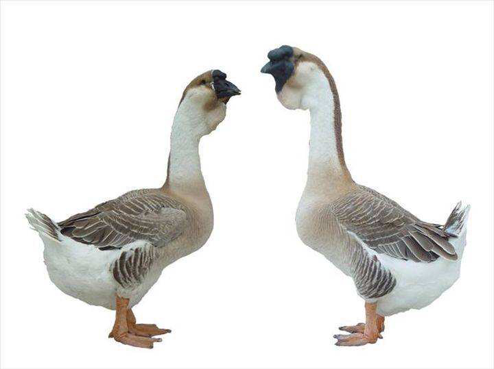 狮头鹅苗成长阶段对比图