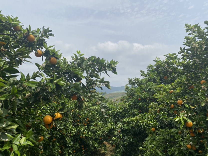 一片郁郁葱葱的夏橙种植园,阳光洒在挂满金黄色果实的果树上,农民正在采摘成熟的夏橙,背景为丘陵地形和蓝天白云,展示典型的南方亚热带果园风貌 夏橙果园实景图