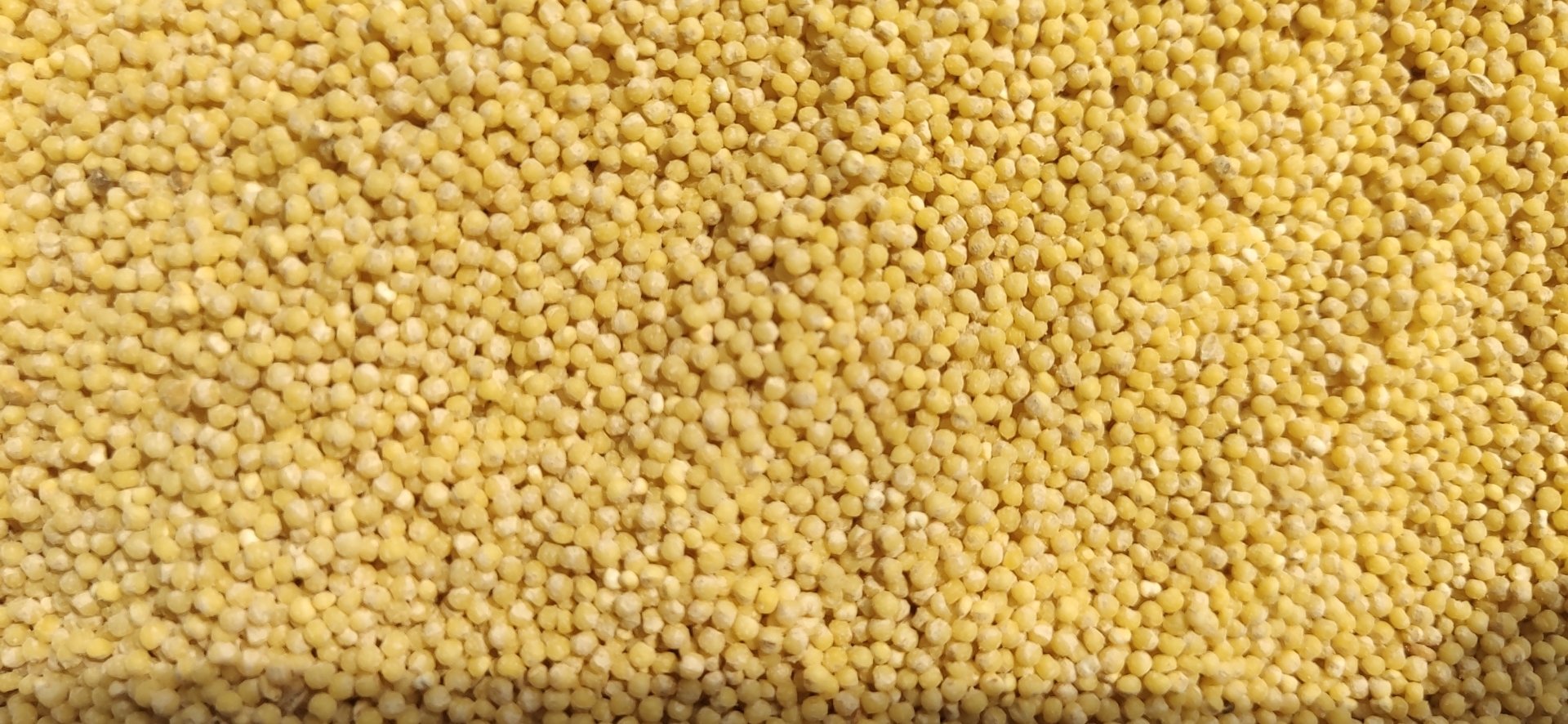 小米的粮食分类图示,展示小米与其他常见粮食的对比 小米的粮食分类