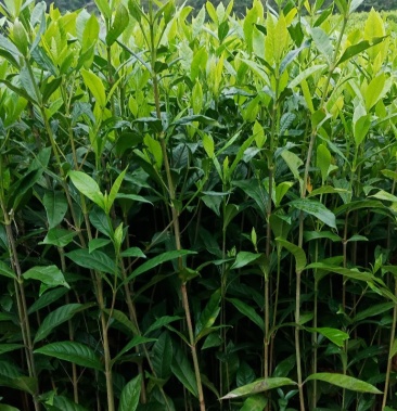 热买黄栀子苗 药材种苗高产良种矮化基地直供包成活率