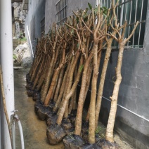 绿化芒果树，新农村建设的需要