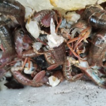龙虾尾