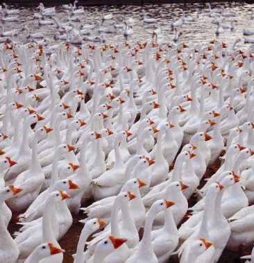 狮头鹅苗杂交鹅苗包疫苗包回收