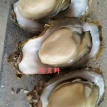 福建漳州诏安湾生蚝原产地直销量大从优大小包装