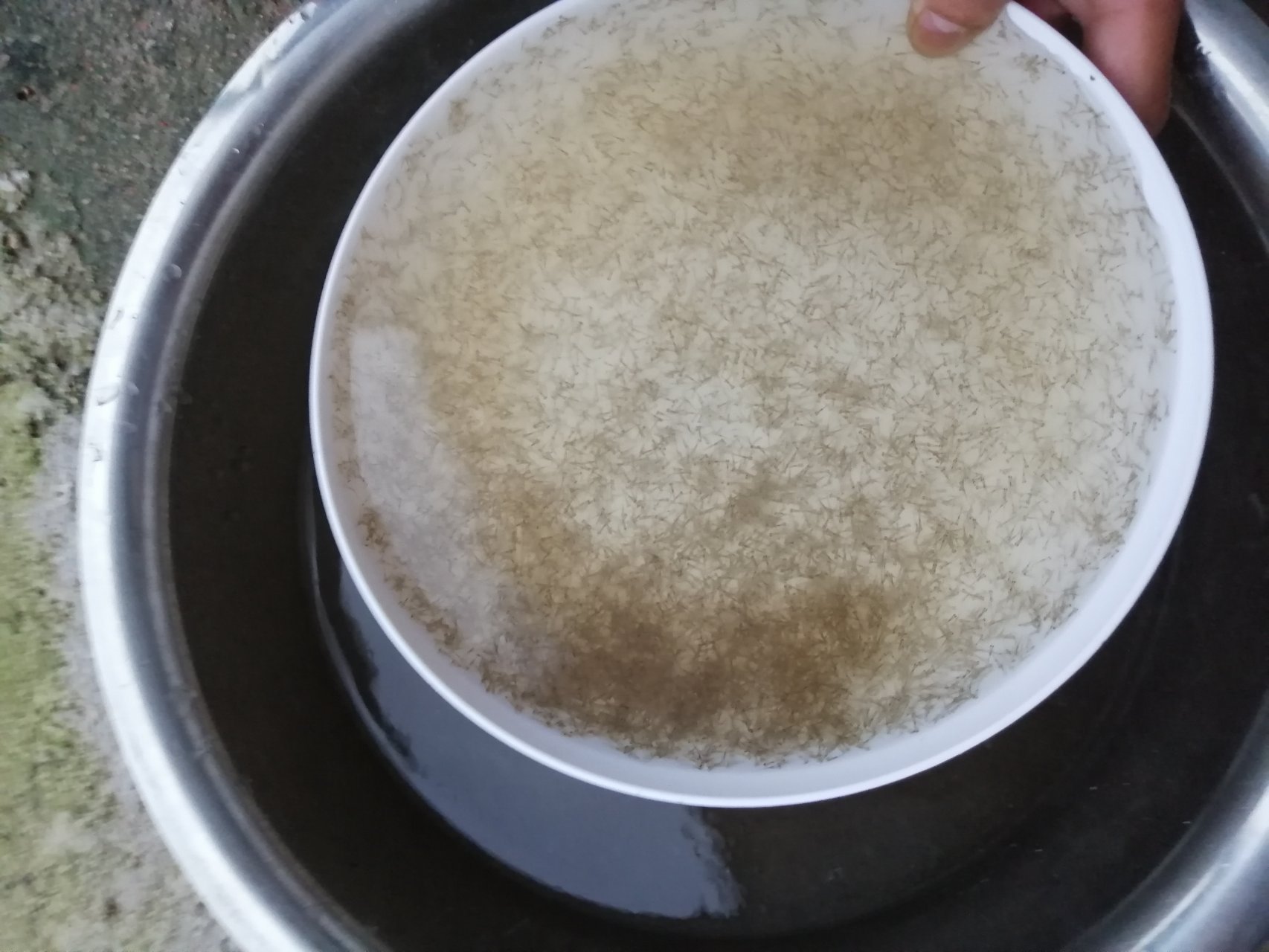 花蛤苗种驯化过程