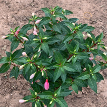 吊灯笼花