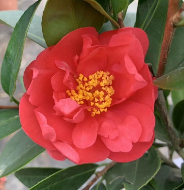 新品四季茶花:夏风热浪茶花苗圃对版发货原盆原土快递包邮