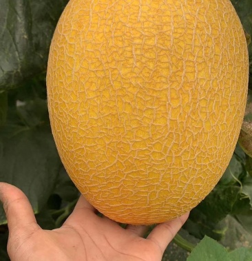 山东黄金六号甜瓜哈密瓜 金脆密产地大量供应
