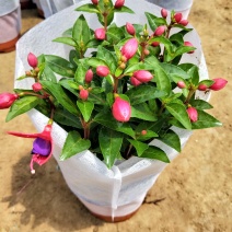 倒挂金钟灯笼花基地大量批发