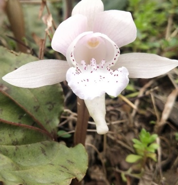 独叶兰一花一叶一世界兰花盆景素材盆栽阳台办公室室