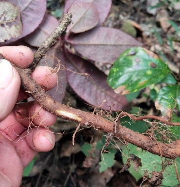 虎舌红野生虎舌红广西本地